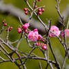 池上梅園で花と鳥撮影