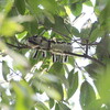 エナガが無事に巣立ちました(大阪城野鳥探鳥 2018/04/21 5:10-12:05)