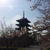 【桜便り】京都・東寺