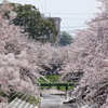 桜吹雪 - 高田千本桜
