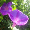 【植物の花の写真】ノアサガオ；　ヒルガオ科 Ipomoea nil; Convolvulaceae； 2018年8月19日（日）