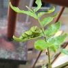 山椒の様子