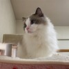 帰りがY子と一緒になり、ふくちゃんが喜んで走り回ったこと