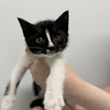 仔猫里親募集！！（募集終了）