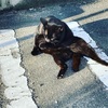 今日の黒猫