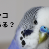 インコあるある？