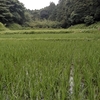 谷戸田の風景　19/7/13　田の草取り