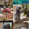 動物園に行ってきた話。