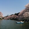 桜の花見（千鳥ヶ淵）