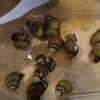 １日ベランダで。