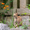 隣市北寺社のねこさん