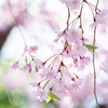 しだれ桜 Z 5 + AF-S NIKKOR 85 F/1.8G