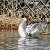 ２０２３年１月　新横浜公園にて野鳥観察。