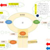 過活動膀胱・排尿困難治療薬の作用機序を図で理解する！
