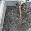  裏の木をすべて抜く