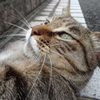 7月後半の #ねこ #cat #猫 その1