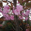 八重桜