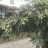 洋種山牛蒡