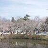 岩槻の城址公園のさくら祭りに行ってきました。