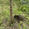 庭の植物たちの成長
