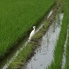 いつもの期日前投票の前に思う