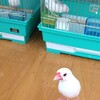 今日の文鳥達の様子(アスカ)