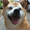 愛犬りょう  1