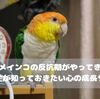 オカメインコの反抗期がやってきた！飼い主が知っておきたい心の成長サイン
