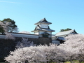 金沢の桜の名所・兼六園と金沢城のライブカメラが配信中：12時間さかのぼって観賞可能