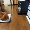 猫の居座る場所