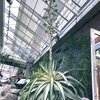 100年に1度咲くアガベ・ジョーホークと冬の園は【福岡市植物園】