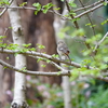 S園で野鳥観察（撮影 SONY RX10m4）