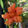 藪萱草（ヤブカンゾウ）が開花しました