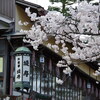 2018年金澤桜百景総集編（兼六園）