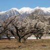 竜峡小梅とアルプスの冠雪