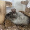 しろごまあん1547日目