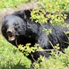 登山のリスク  〜動物編その1〜