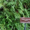 サルトリイバラ・・・箱根湿生花園