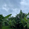 10/03 火曜日　薄雨明け　暗い朝