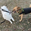 大型犬クラブ🐾