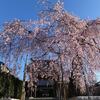 笠間市宍戸の枝垂れ桜 (唯信寺、光明寺、完全寺) 2020.3.25