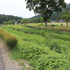 一乗谷朝倉氏遺跡〜朝倉氏館跡〜