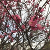梅の花と、春眠