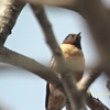 Spot-winged Starling ハマダラムクドリ (北インドの鳥その16)