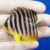 【現物3】シマヤッコ 5.8cm±! 海水魚 生体 15時までのご注文で当日発送【ヤッコ】