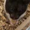 くろごまあん469日目