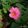 フヨウカタバミ Oxalis purpurea