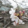 江ノ電沿線、龍口寺としらすやグルメ