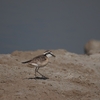 ヒメチドリ Kittlitz's Plover