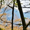 深山の桜遊山　山桜